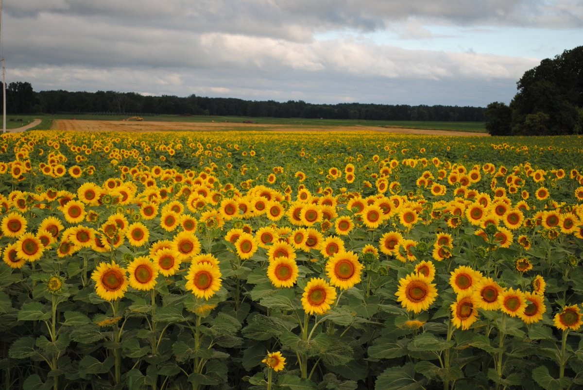 techloveio's tweet photo. Checkout the lovely sunflowers blooming in one of our favorite #webdesign clients fields. So beautiful! Happy summer everyone. #sunflowers https://t.co/L3svuVteVG