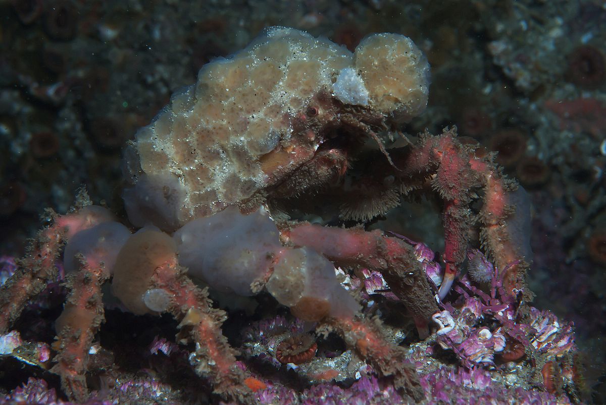 #decoratorcrabs carry inert objects on their back like sponges&algae ...