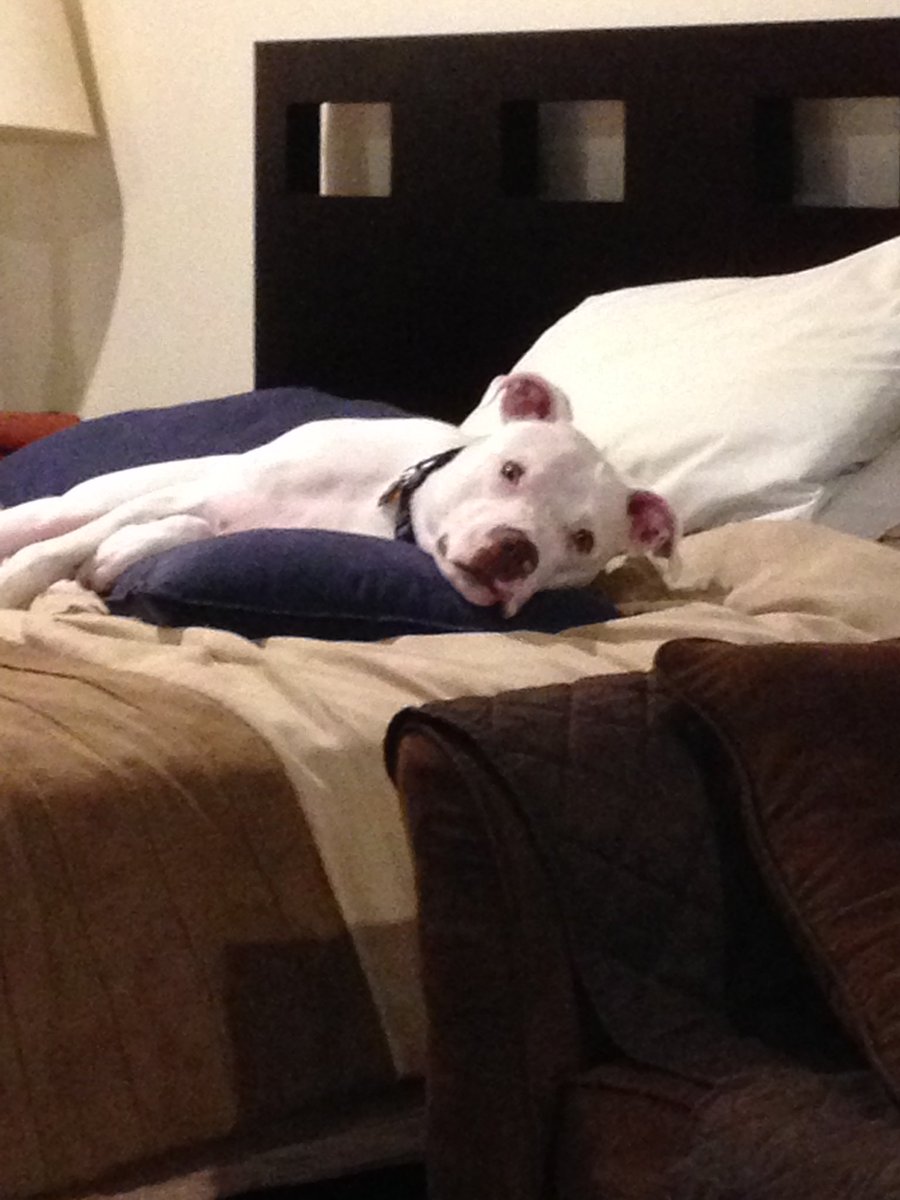 Seandewolfe's tweet photo. @anamariecox #friendofthepawed "Angela, I think our country is going down the tubes. Angela: "Cuddles?" Good dog. https://t.co/Jzb52Q31nO