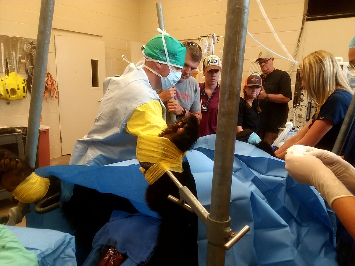 PrescottZoo's tweet photo. Please help keep Shash, our 24-year-old #blackbear, in your thoughts. He underwent emergency tumor removal surgery yesterday evening. https://t.co/FQFwvHQH8g