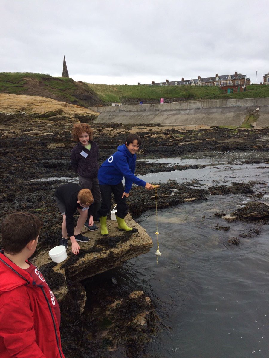 <a href="/SeaChange_EU/">Sea Change Project</a> #CrabWatch <a href="/NCLDoveMarine/">NCL Dove Marine Lab</a> #SummerSchool #CitizenScience