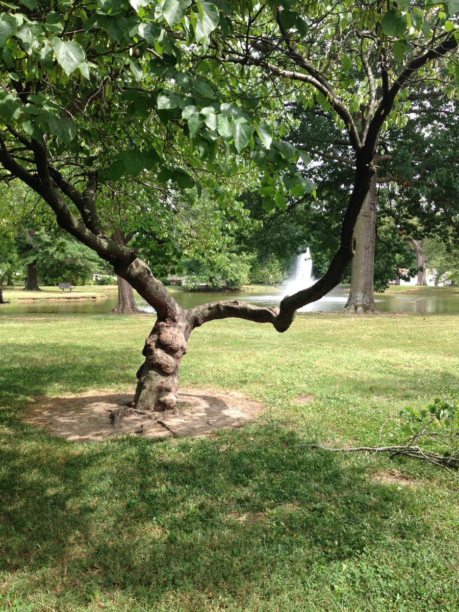 AndretheGrande's tweet photo. Have you sat on this tree? @pittstate. Let see some pictures people have of it.So we can remember a cool tree together. RIP https://t.co/XdpM0wStAs