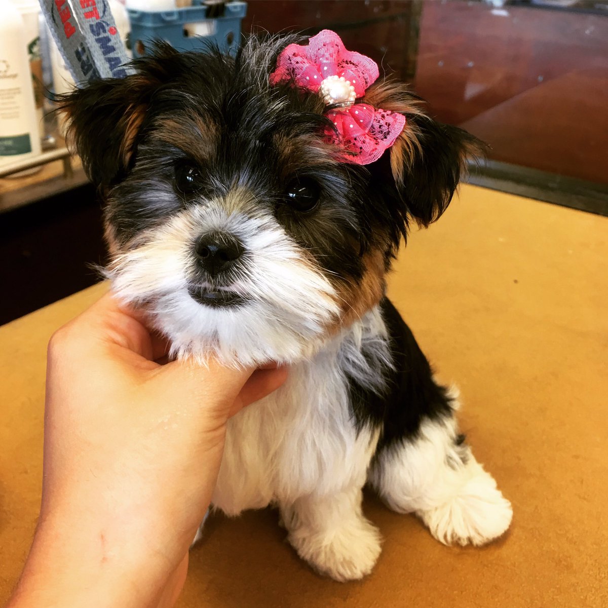 LittleMiissAsh's tweet photo. No puppy trim is complete without a bow 🎀 https://t.co/zjtzLWPfi1