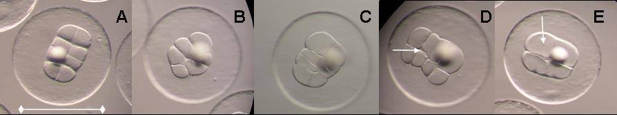 genaquajournal's tweet image. Effects of #Triploid Induction to the Early #Cleavage Patterns of #Black Sea #Turbot (#Psetta maxima) Embryos.
genaqua.org/uploads/pdf_5.…