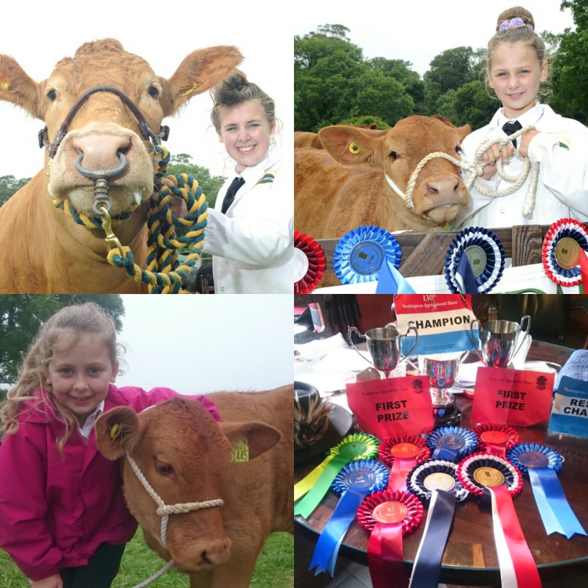 #teamtregondale <a href="/YealmptonShow/">Yealmpton Show</a>.  Champion heifer, 1st Young Bull,  2nd Best Group.  Young handlers 1st Charisse 2nd Imogen 🐂