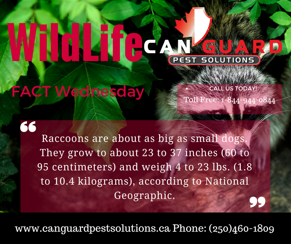 CanGuardPest's tweet photo. #PentictonBC #SouthOkanagan #PestControl #CanGuard#CarpenterAnts #Summer #wildlifecontrol https://t.co/leyJ0bYUPR Phone: (250)460-1809 https://t.co/VvZ5uI5yJA