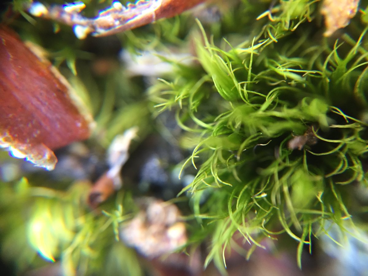 A couple of weeks ago I took a photo of some moss. Moss seems to be under appreciated, but it's amazing. #votemoss