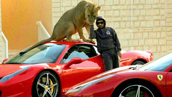 sharplinepro's tweet photo. House cat or Big Cat, they will scratch your paint! Protect the paint, use #DURASHIELDPPFs https://t.co/JtRy5fmA4v