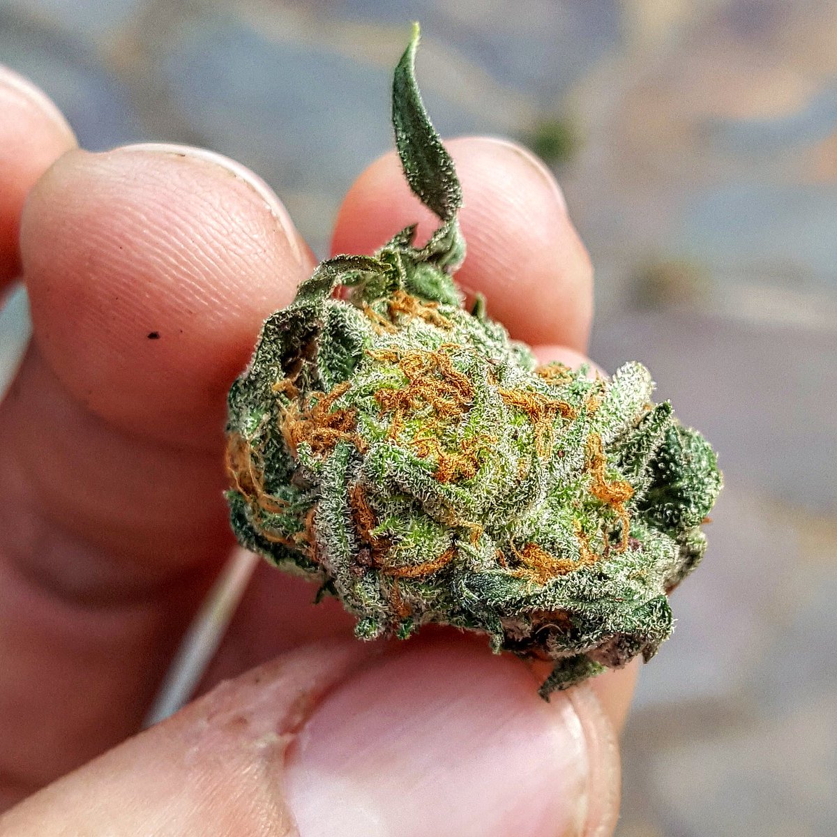 winkingdogllc's tweet photo. Our #indoorgarden is almost ready 😍This little #nug of #weddingcake decided it wanted down today 🍰🎂💚#loveyourbuds #cannabis #420 #ommp #mmj https://t.co/rkrEuxhQA3