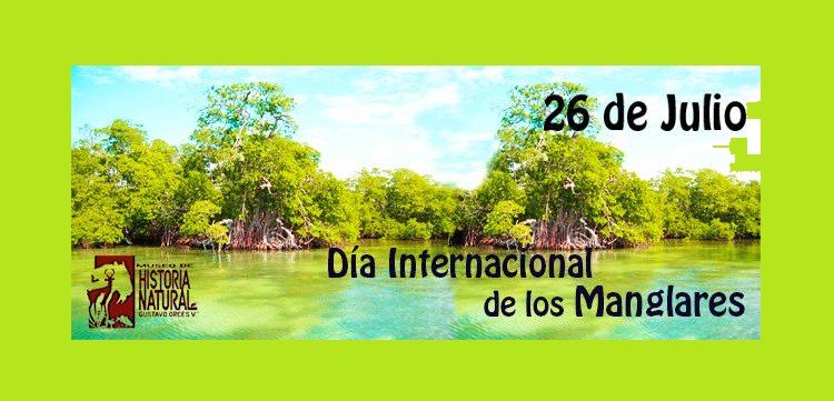 Hoy es Día Internacional de la Defensa del Manglar dlvr.it/PYmG8w