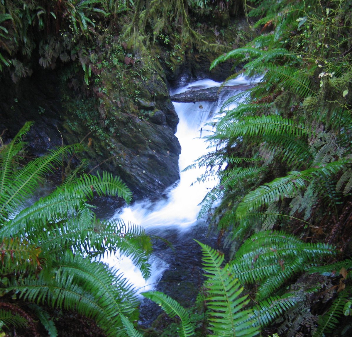 DestinationUrbn's tweet photo. Western Sword Fern Now in store #fern #nature #hike #explore #nature #HomeDecor #NaturePhotography #photography #flowers #art #design https://t.co/CHj8WBH6UI