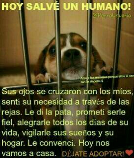 PerroUsuario Wof '•' tweet media