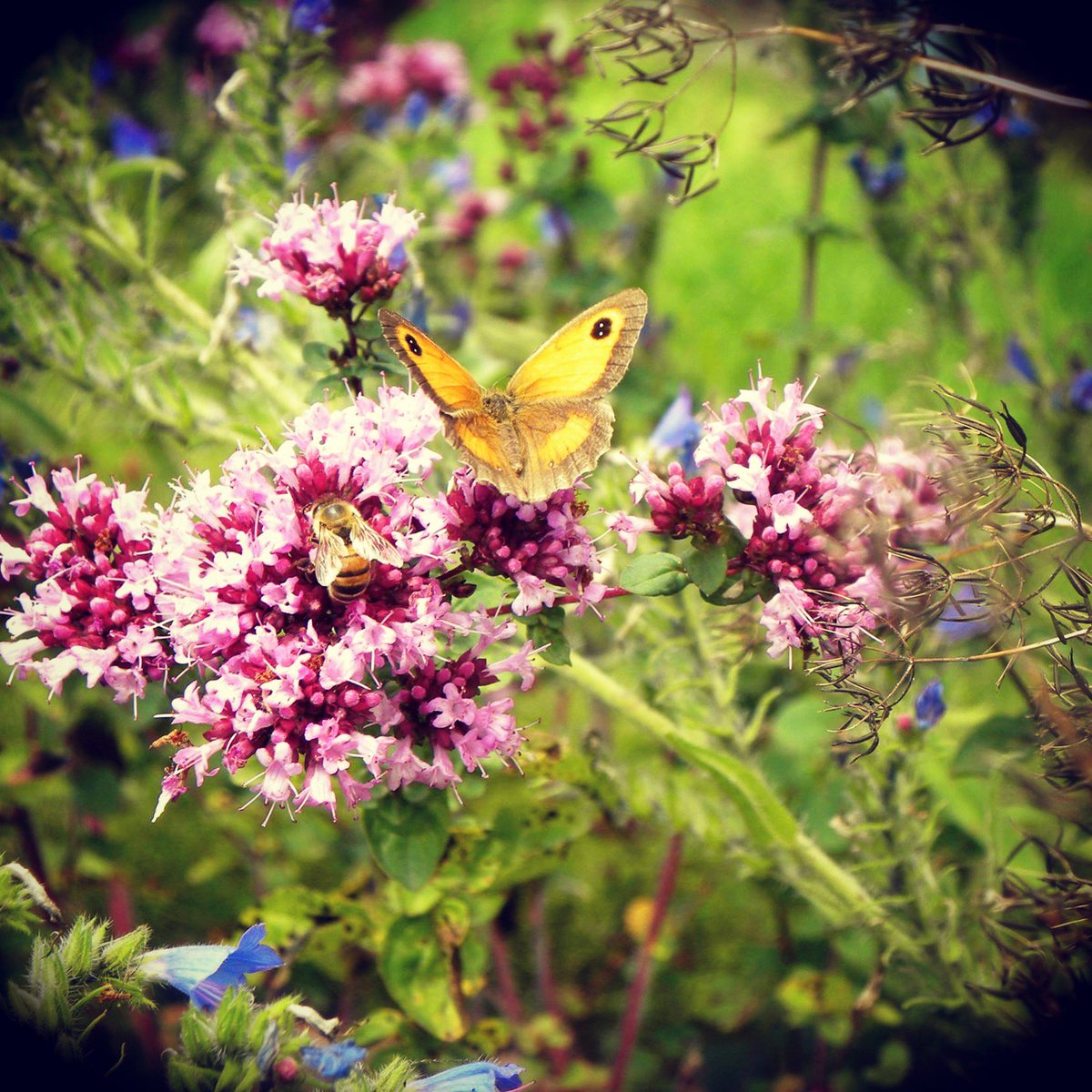 NaturalBeeTrust's tweet photo. What bees love
#growingforbees https://t.co/Sm8VPZZadi