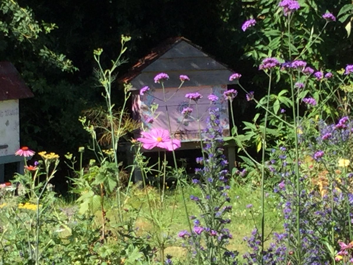 NaturalBeeTrust's tweet photo. What bees love
#growingforbees https://t.co/Sm8VPZZadi