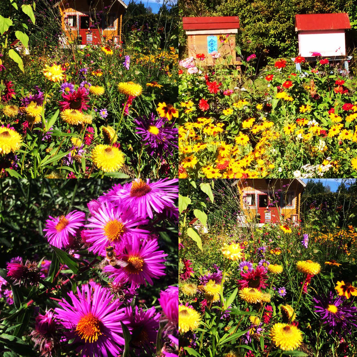 NaturalBeeTrust's tweet photo. What bees love
#growingforbees https://t.co/Sm8VPZZadi