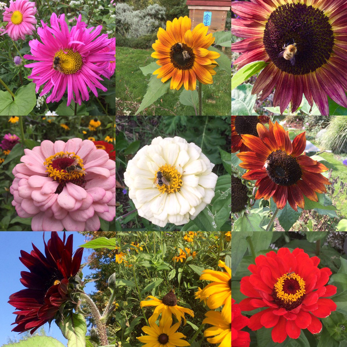 NaturalBeeTrust's tweet photo. What bees love
#growingforbees https://t.co/Sm8VPZZadi