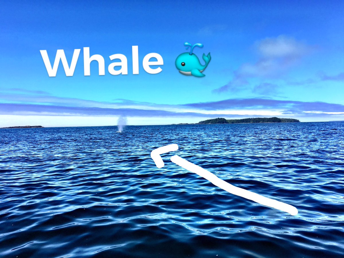 stevecmilton's tweet photo. Great way to spend my birthday - whale-watching #Tofino https://t.co/490tT8oBOC