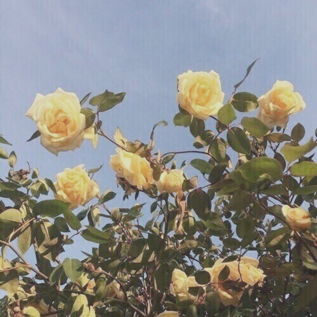 selena as roses (@rosesaselena) on Twitter photo 