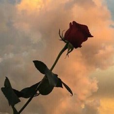 selena as roses (@rosesaselena) on Twitter photo 