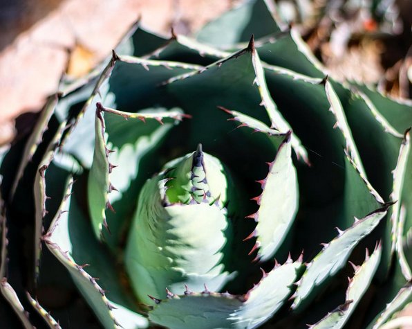 Reason 51 to #visitGageHotel: Agaves abound. 
Photo: Wander Yonder Blog