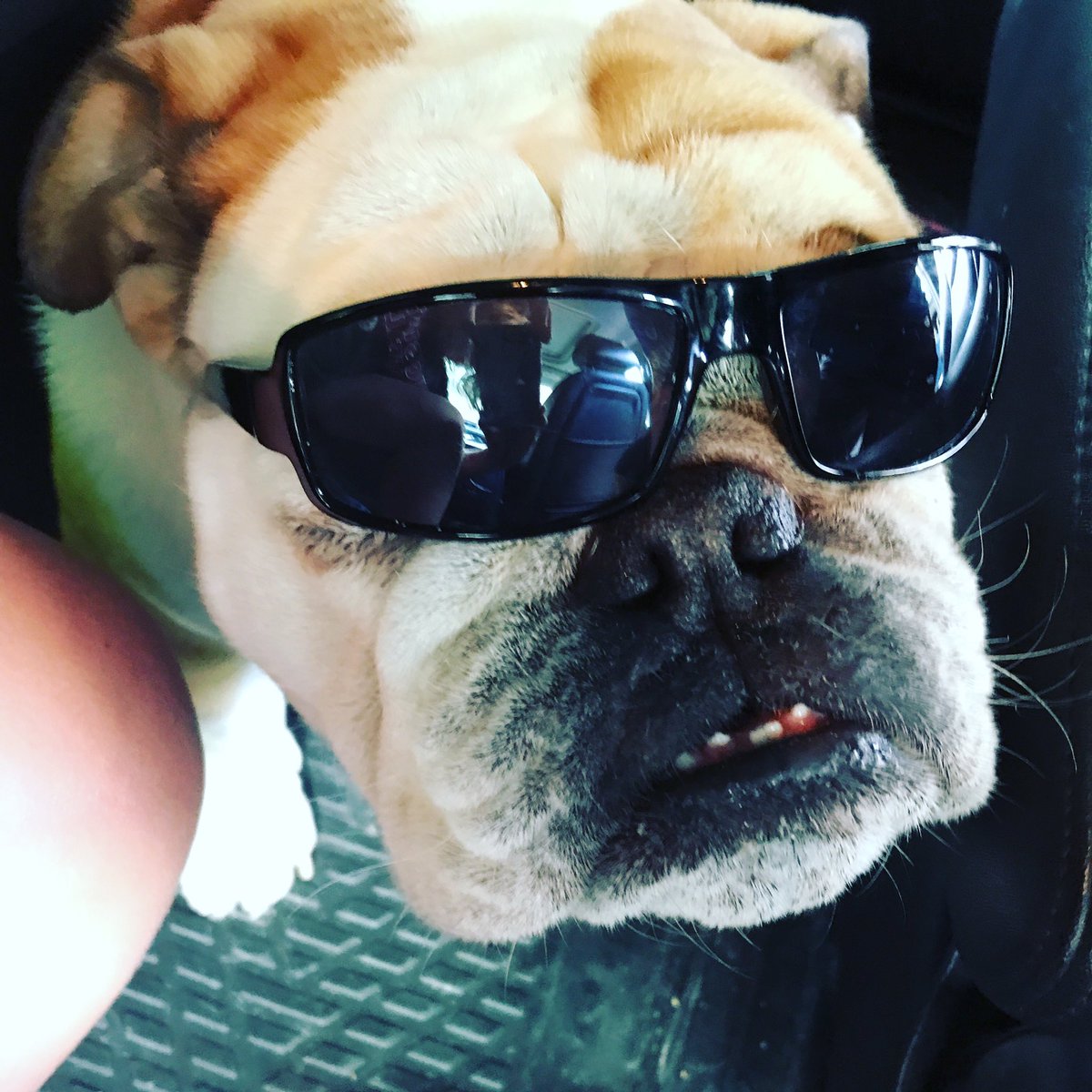 frecklebellydog's tweet photo. @OMTIsummer The stars are so bright in Legally Blonde, I gotta wear shades #blondesquad #teampaulette #omtisummer #rufus https://t.co/YX4goDKYax
