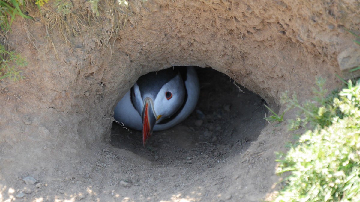 PuffinsMLE's tweet image. Puffin Fact #12 - There is an 82% chance a concealed puffin is staring at you right now.