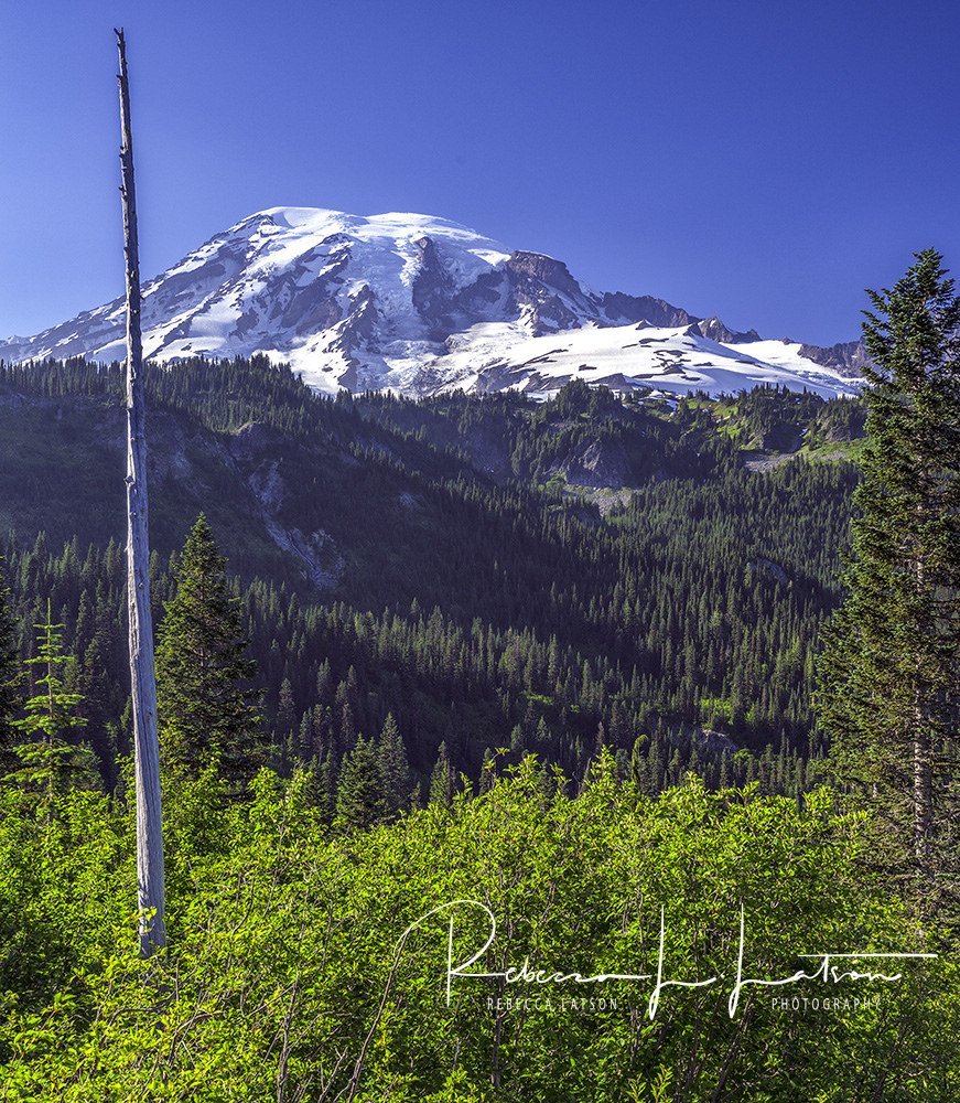 AlkiSurfShop tweet media