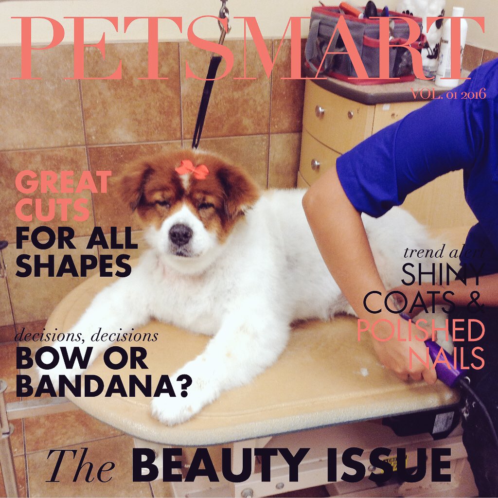PetSmart221's tweet photo. Being pampered is tiring says Bandit. #PetSmartGrooming #thisisthelife #fortheloveofpets https://t.co/b6fYrYnz3i