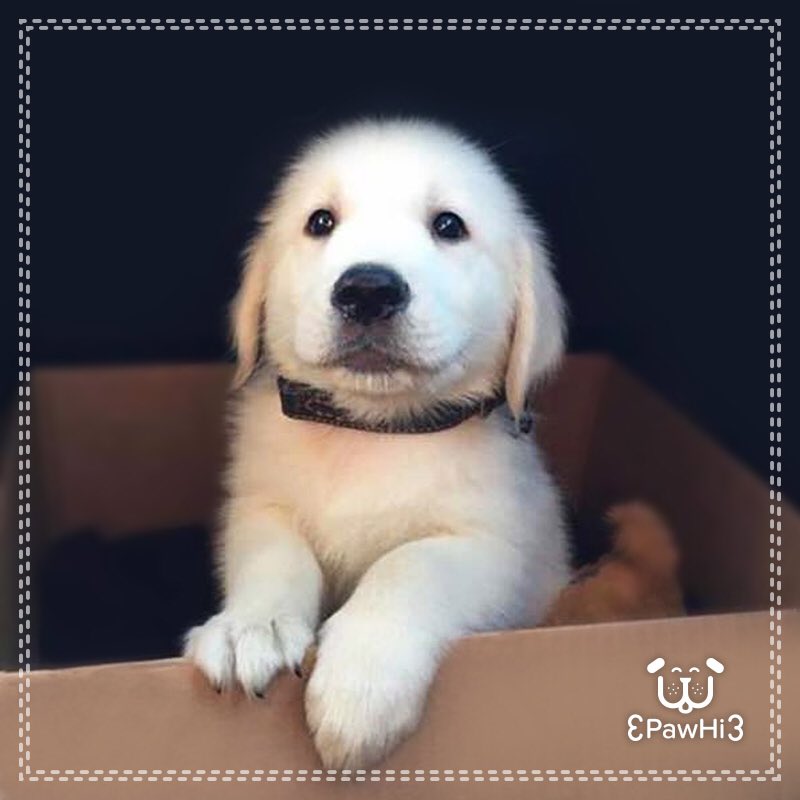 PawHiApp's tweet photo. This cutie in the box is.. best companion, full of love &amp; a life time commitment❤️���🐾
#doglover #goldenretriever #ilovedog #dogs #puppylove https://t.co/B0uPyJ8ems