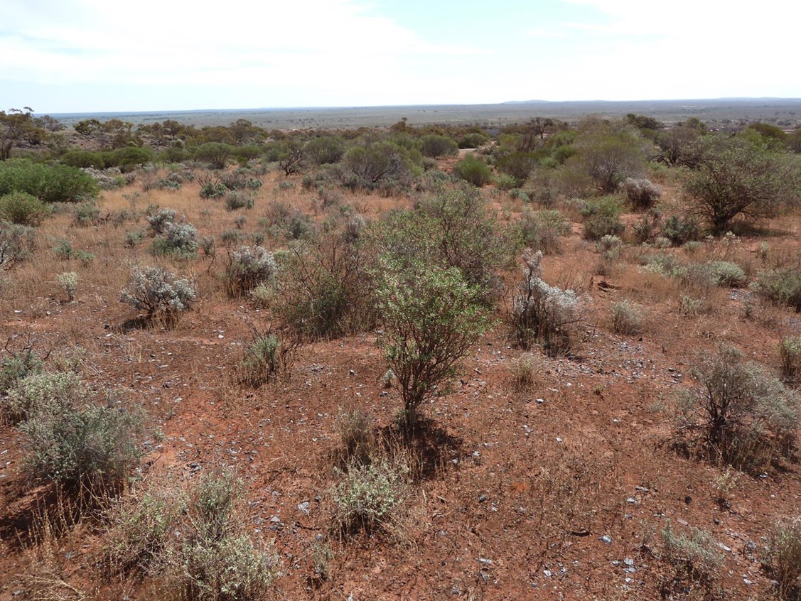 YourFutureSA's tweet photo. LAST CHANCE! Have your say on the Native Vegetation Council's draft Rangeland Assessment Manual 2017 @SADEWNR https://t.co/bDqSUFrhdF https://t.co/y21vUBRrc6