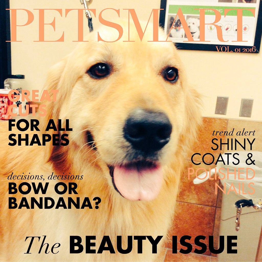 PetSmart221's tweet photo. Bailey is all smiles here at 0221! #GroomingRocks #fortheloveofpets https://t.co/v46Wz6I6tA