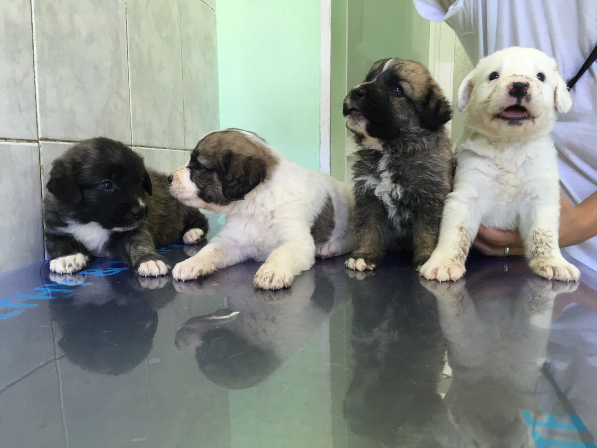 Necesitamos acogida para ellos!!! 677764666 son los bebés de Dama, tienen un mes, son mix de mastín #Ciempozuelos #Madrid #Toledo #Adopta