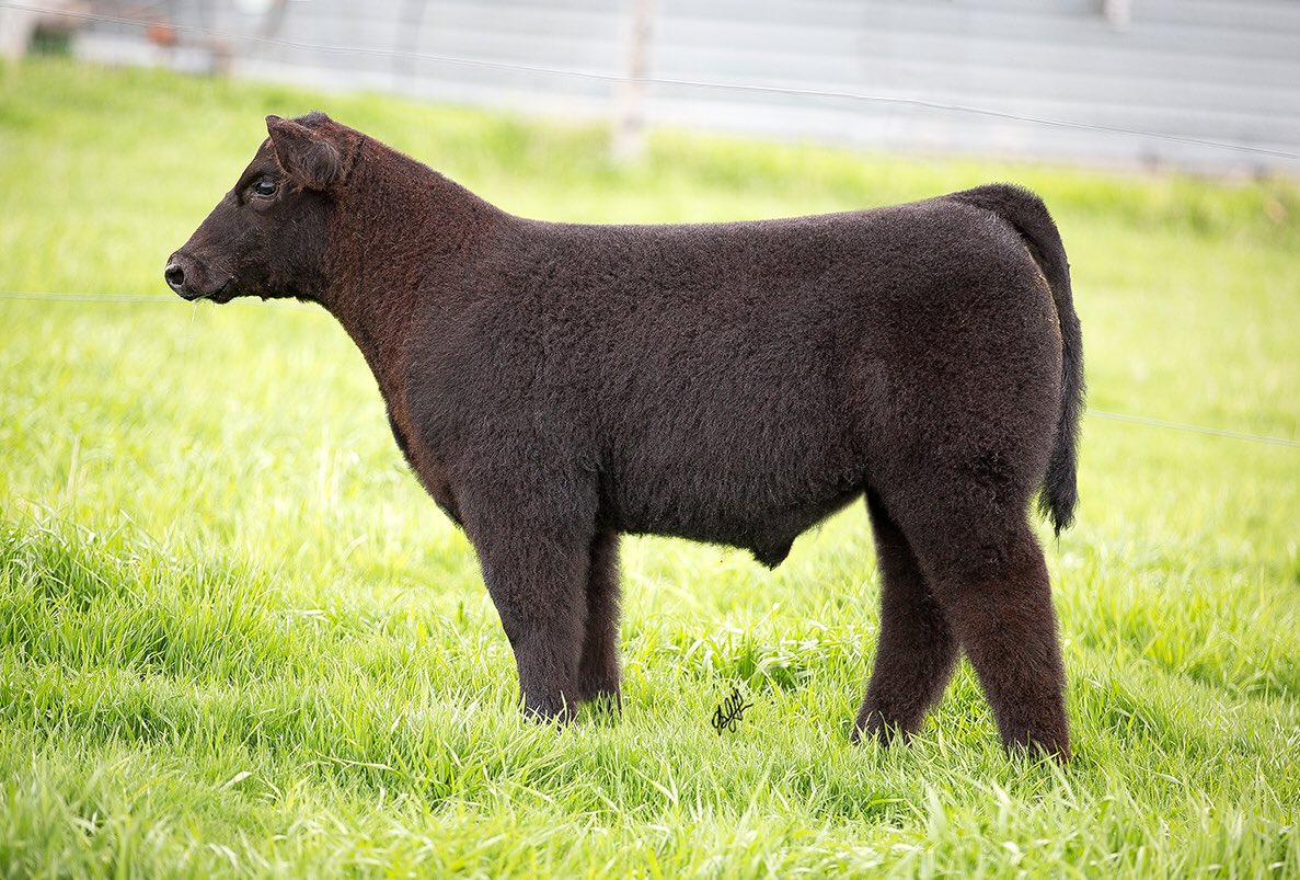 Kohlhaascattle's tweet photo. Couple more pictures of our calves that will be on our Sept. 12 pasture sale. 
Walks Alone steer and a Parodox hfr. #protoursale https://t.co/jFjM3tnuHP
