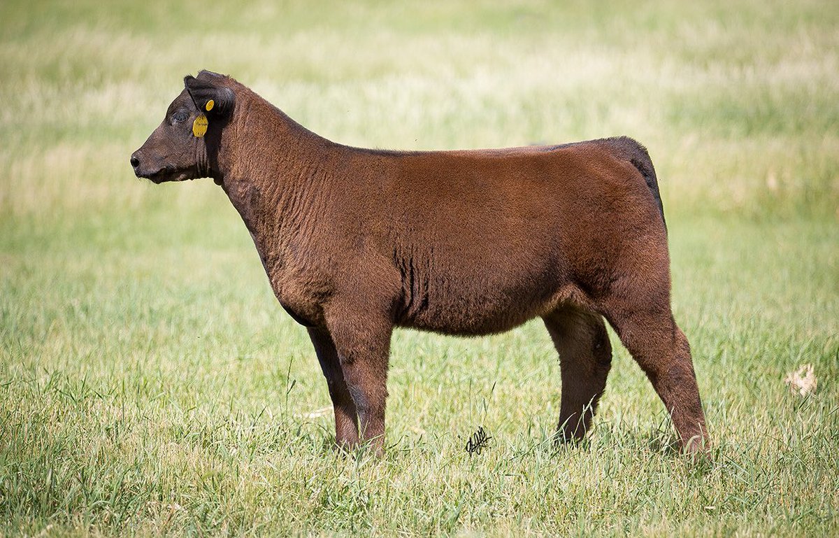 Kohlhaascattle's tweet photo. Couple more pictures of our calves that will be on our Sept. 12 pasture sale. 
Walks Alone steer and a Parodox hfr. #protoursale https://t.co/jFjM3tnuHP