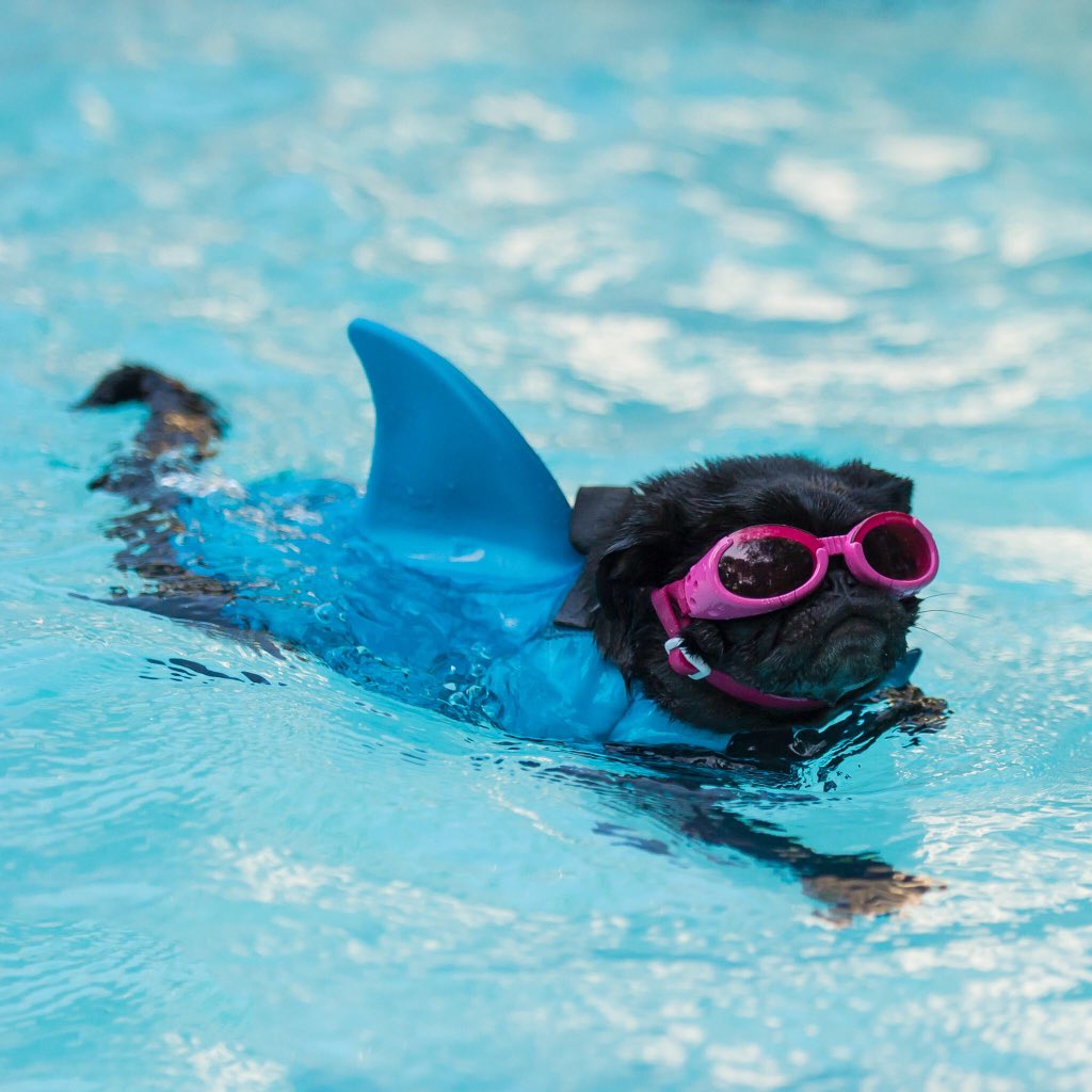 <a href="/HamiltonPug/">Hamilton Pug</a> A3: I love sharkweek! #pugchat