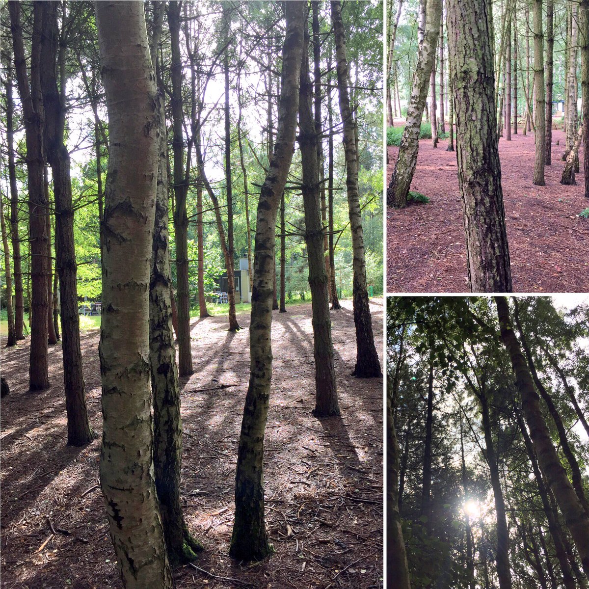 Scottishaye's tweet photo. #foresttherapy #trees #sherwoodforest https://t.co/pXncyIfoLW