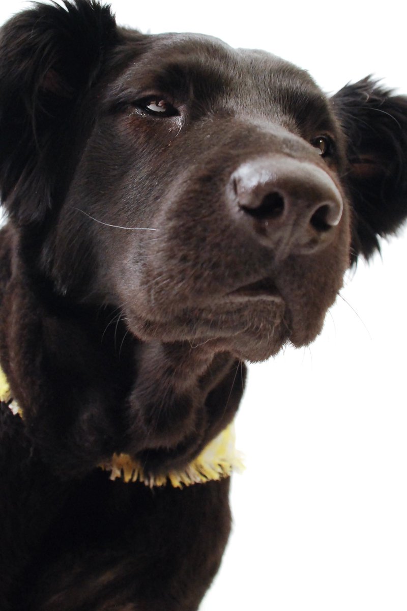 OtisGoes's tweet photo. #GratitudeIn5Words Thank You To My Dog! https://t.co/1jdBgUGrZZ