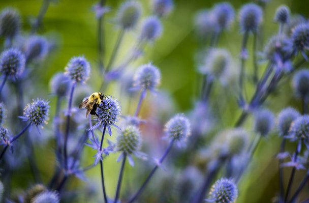 cityoftoronto's tweet photo. Toronto is home to 100s of bee &amp; butterfly species – how can we protect them? Take our quick survey and tell us more https://t.co/bfyCGWzUf7 https://t.co/GniqL7dBJ7