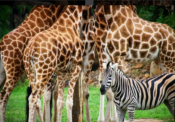 AustraliaZoo's tweet photo. If you’re a zebra amongst a tower of giraffes sometimes it’s easy to get overlooked 😉 It's a good thing we ❤️ all of our animals equally! https://t.co/IGXUS5ZJR7