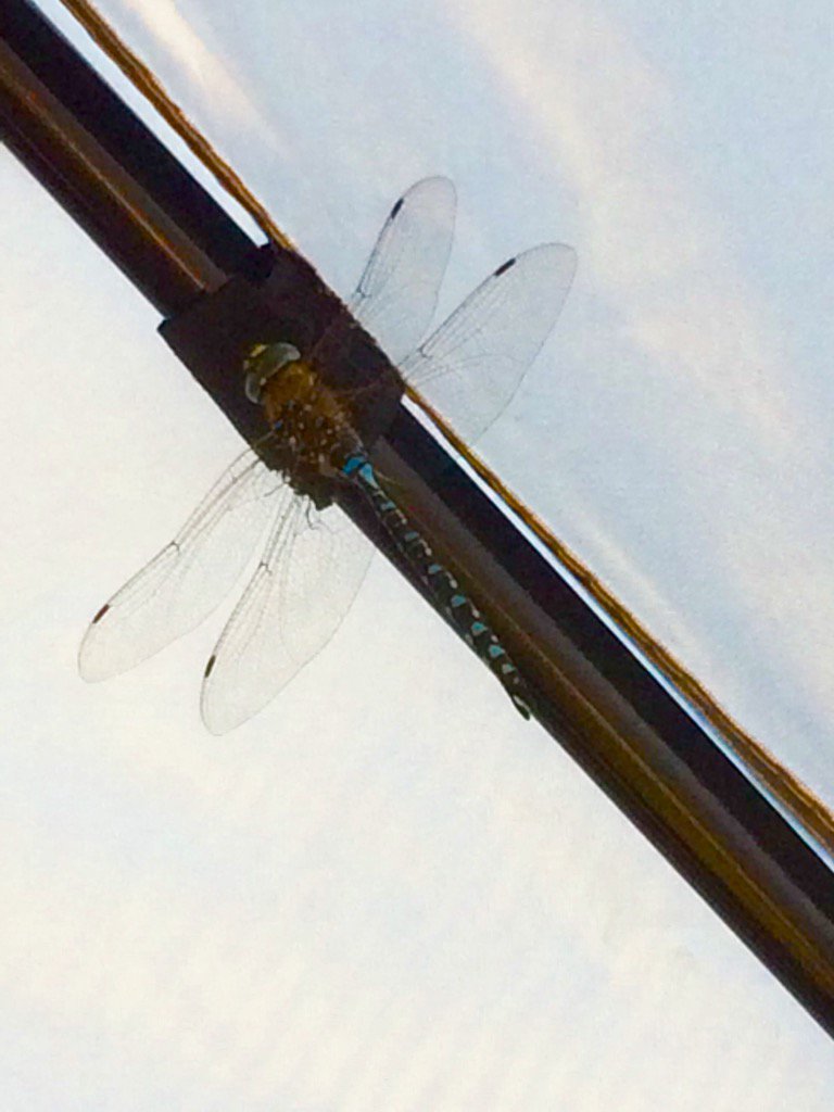 PrairiePuppets's tweet photo. This guy is hanging out in IslandPark at @FargoParks Concert in the Park. Concert starts soon! Still time to join us! https://t.co/Ac8KQLcD3T