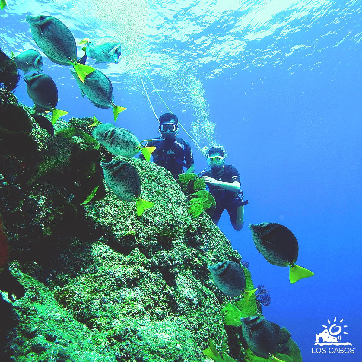 LosCabosTourism's tweet photo. #LosCabos offers the best scuba of your life at Sea of Cortez and the pacific ocean. 🐠🐟🐳 https://t.co/ijiHrjfgUs