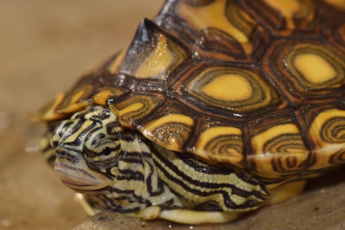 lukespearson's tweet photo. Federally protected Yellow-blotched Sawback (Graptemys flavimaculata). Handled with permits. #beautiful #Endangeredspecies #tiniestturtle https://t.co/4p6xrQHn5A