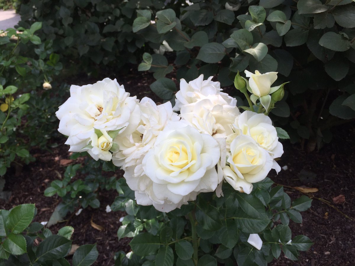 Hello_Boong's tweet photo. #bio120sum17 @NutmegSomething roses are inferior ovary https://t.co/CI4DHL2TO5