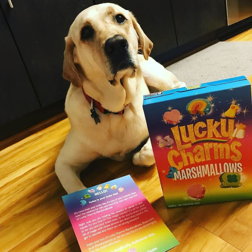 titus_the_lab's tweet photo. My Mom won a box of @luckycharms "All Marshmallows"  They might be magically delicious, but I'm out of luck, Mom said they aren't for dogs.… https://t.co/nZrZNsv1CZ