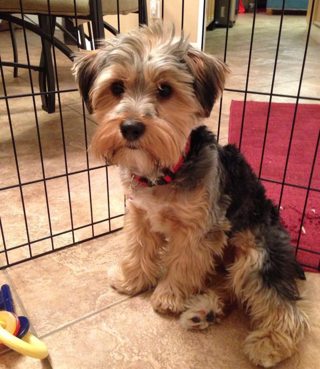 BrennenTaylor's tweet image. Just saw this baby pic of kobe again and awww 😭😍