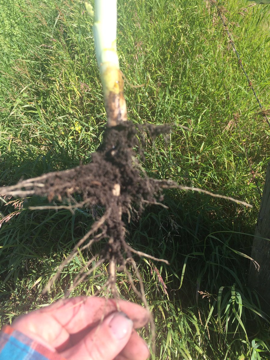 MelLeischner's tweet photo. You can tell where his fertilizer placed #twopasses #rootsfordays #canola #albertaag https://t.co/hWlcXopUzB