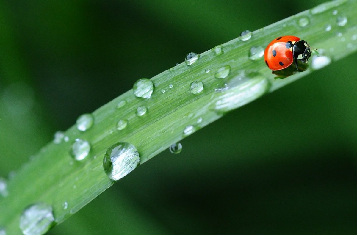 The plants and animals are loving this much needed rain! #rainonsteamboat #coloradosummer