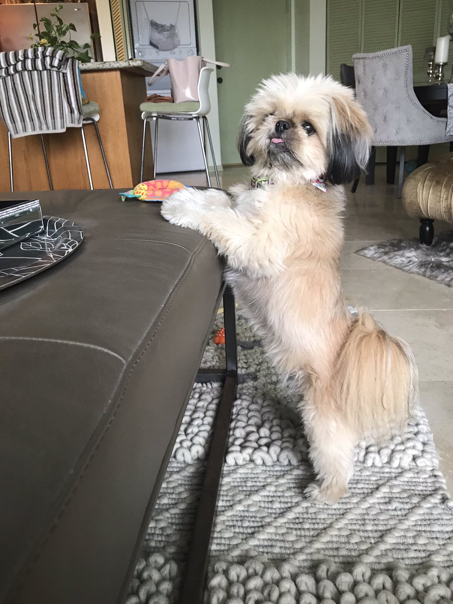 QuirkyPup's tweet photo. My milkbone brings all the boys to the yard
 #CanineRockSongs https://t.co/sNdC4PWAMj