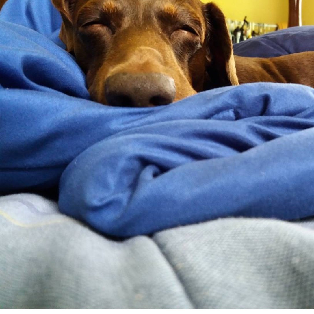 loveshersausage's tweet photo. #dachshund #hotdogdog #ilovemydachshund #wienerdog #wienerworld #ilovemywiener #mommaloveshersausage #mommalovesherbaby #bestdogever https://t.co/2rPYF57T8W