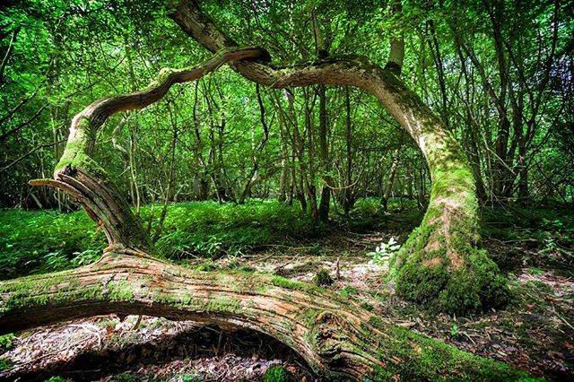 BamaOutdoors's tweet photo. Reposting @photograferry:
Tree ring
.
.
#woodland #nature #trees #forest #naturephotography #wildlifetrust # #naturalarch #forestring https://t.co/DvgDG5tsl1